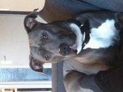 honden foto van milou