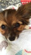 honden foto van Cynthia 