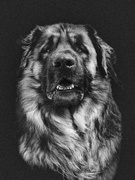 honden foto van Judah