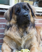 honden foto van Mariska & Judah