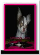 honden foto van Selma 4 