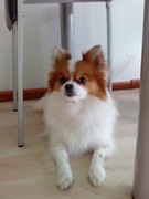 honden foto van Lenita