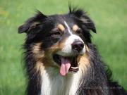 honden foto van Alice Jiraskova