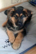honden foto van Muna's Mama