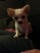 honden foto van Michelle