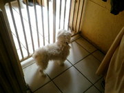 honden foto van Robin