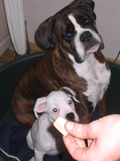 honden foto van jeanette