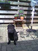 honden foto van h.nijdam