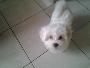 honden foto van Nadine 