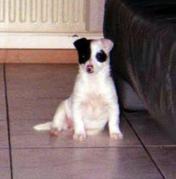 honden foto van linda