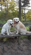 honden foto van shirley