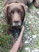 honden foto van Pierke