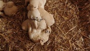 honden foto van Nathalie