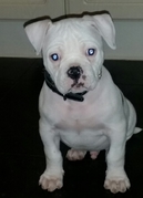 honden foto van Simone 