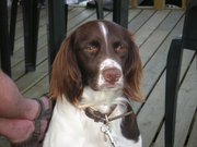 honden foto van Harry & Scott