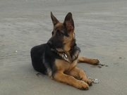 honden foto van Mildrid