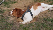 honden foto van Skipperdepip