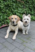 honden foto van Lucky