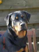 honden foto van jetteke