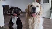 honden foto van Jessica
