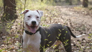 honden foto van Jessy