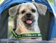 honden foto honden foto van Marieke