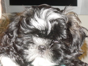 honden foto van Doortje