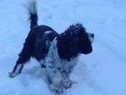 honden foto van ellen