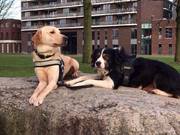 honden foto van Rhiana