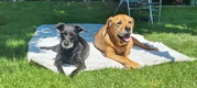 honden foto van Annette - Layka & Teddy
