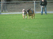 honden foto van Anke & Larissa