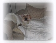 honden foto van Anna