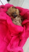 honden foto van NickyLola