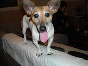 honden foto honden foto van elisa