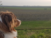 honden foto van Jesse en Raffa