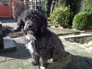 honden foto van Inge