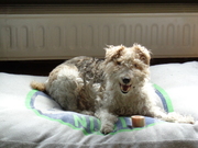 honden foto van louis p Billie en Nala