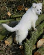 honden foto van Snow