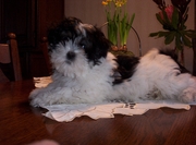 honden foto van silvy