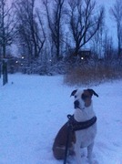 honden foto van ferron