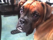 honden foto van melissa