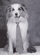 honden foto honden foto van Bibber