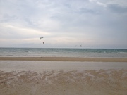 honden foto van damain