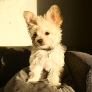 honden foto honden foto van chiara