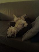 honden foto van Wendy Haverland