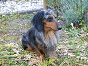 honden foto van Teckeltje Jacob