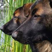 honden foto van Fannie