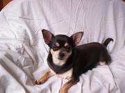 honden foto van Iris