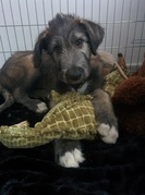 honden foto van Danielle Goedhart