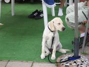 honden foto van lilian